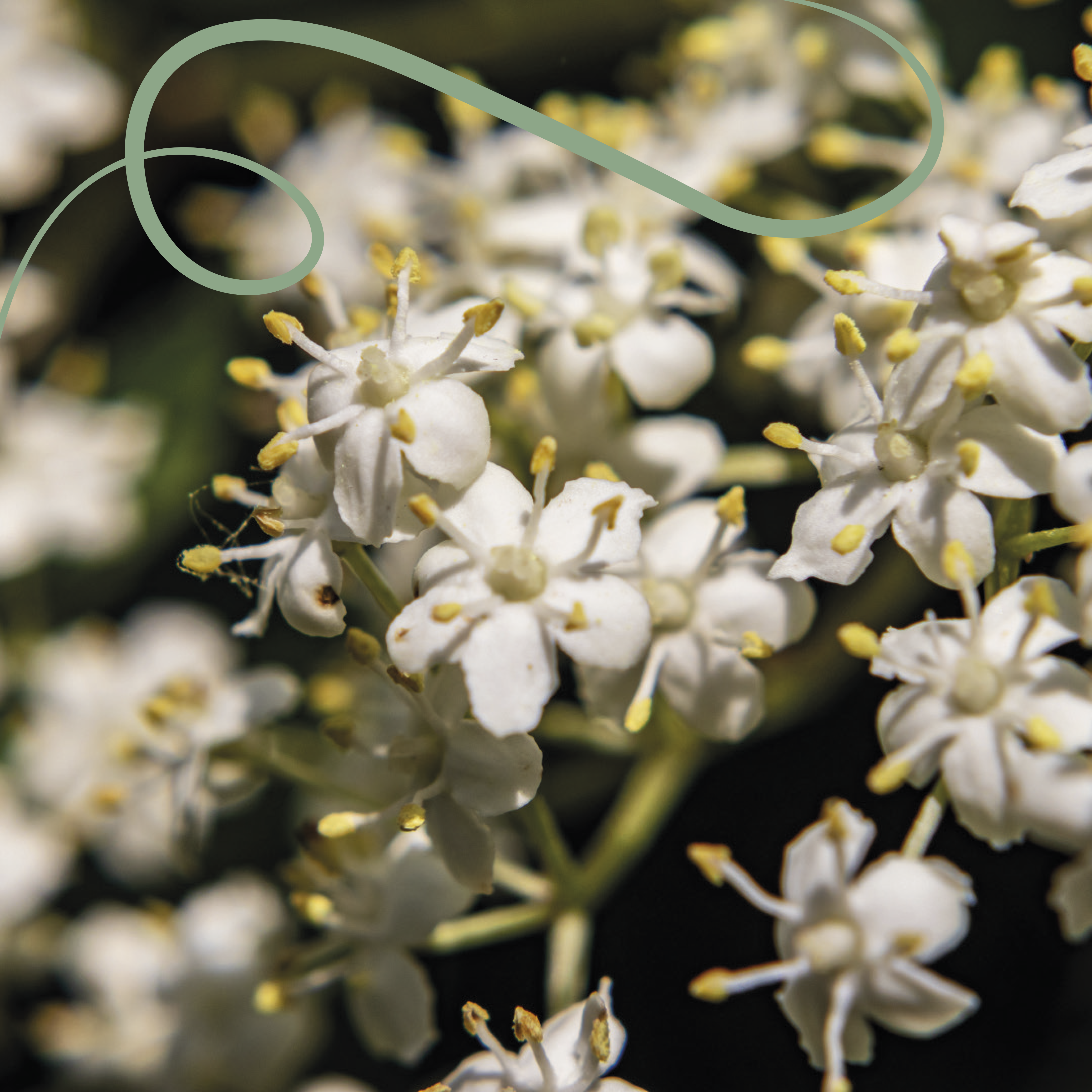 Nestor Lasso Ombligon