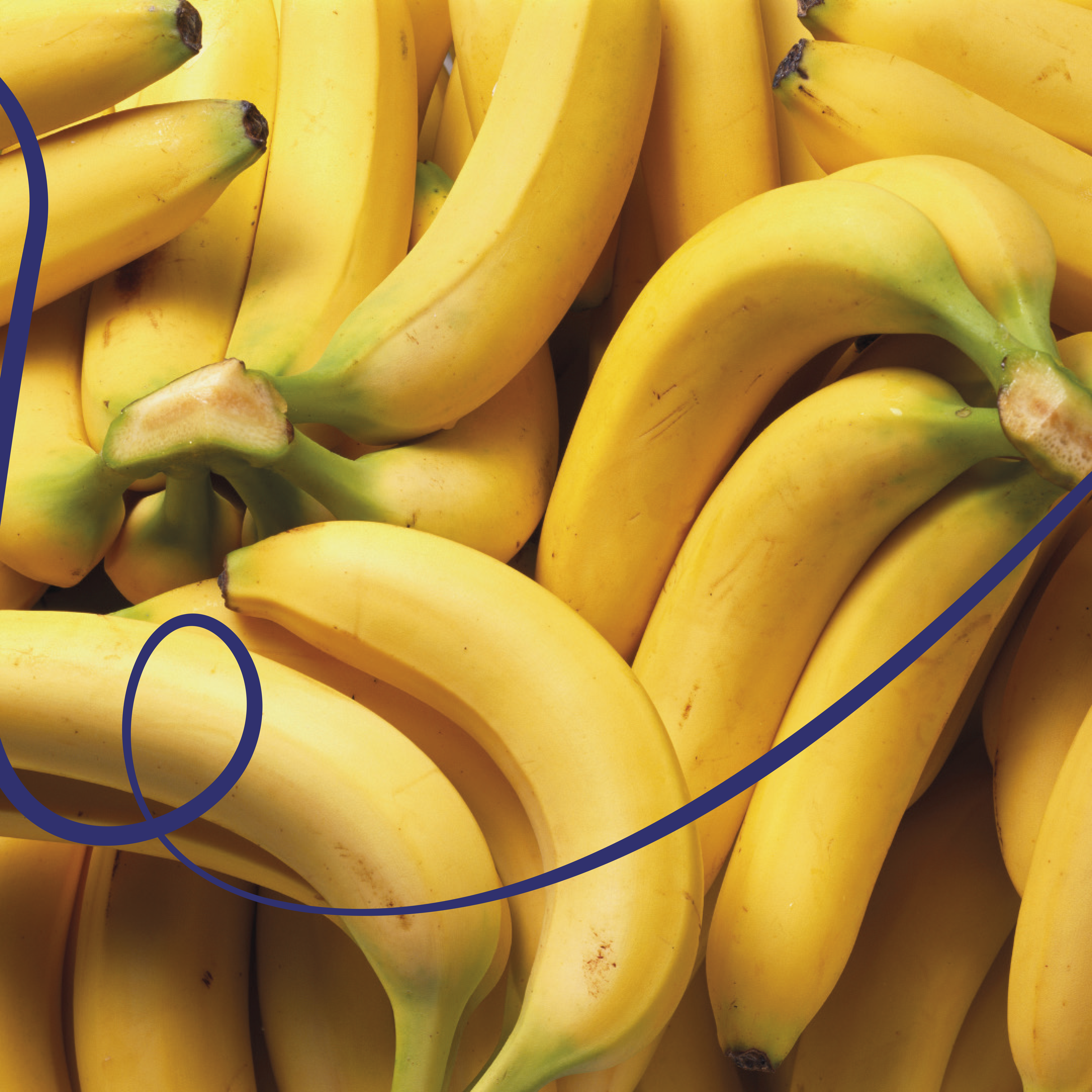 Oscar Hernandez Typica