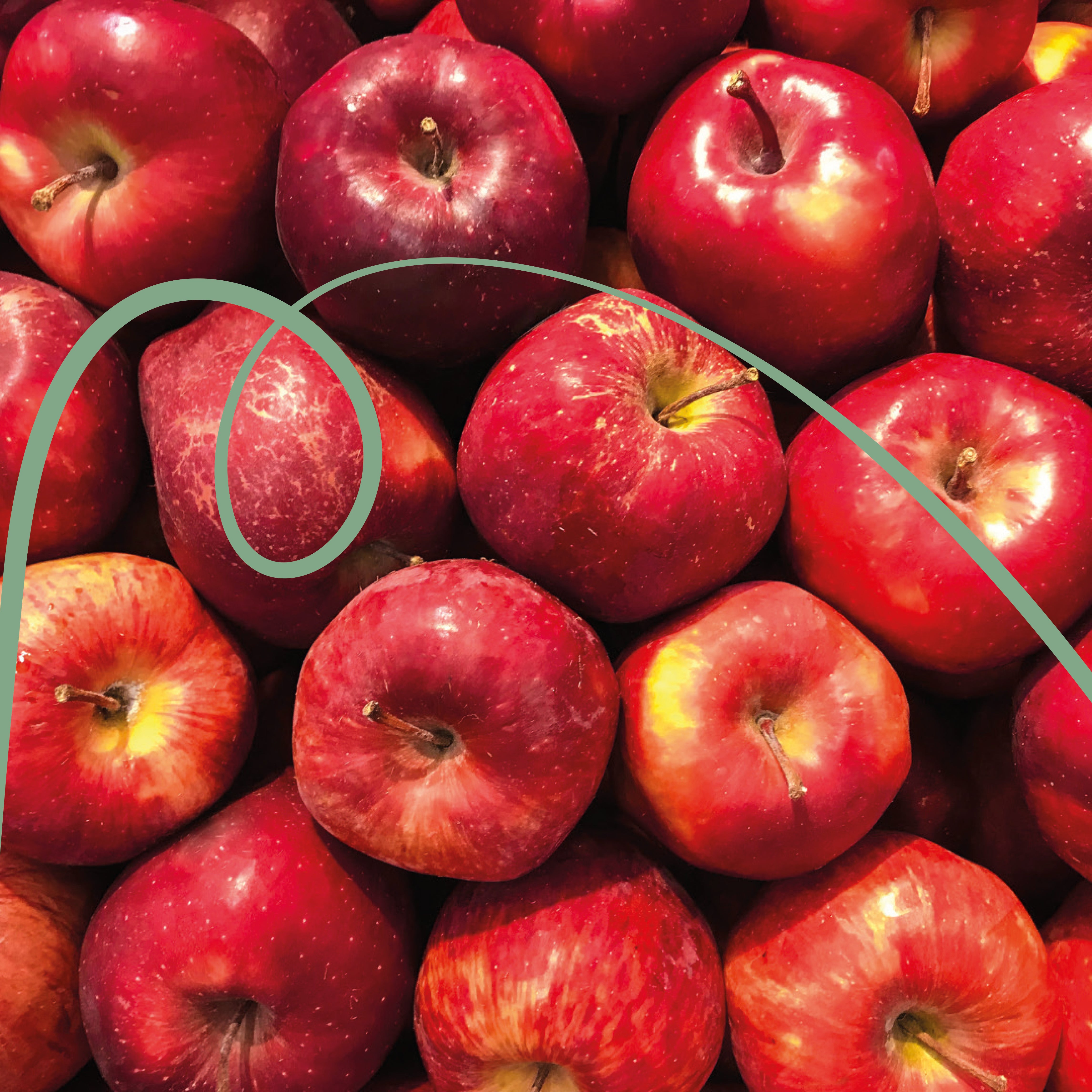 Honduras El Puente Farm Field Blend