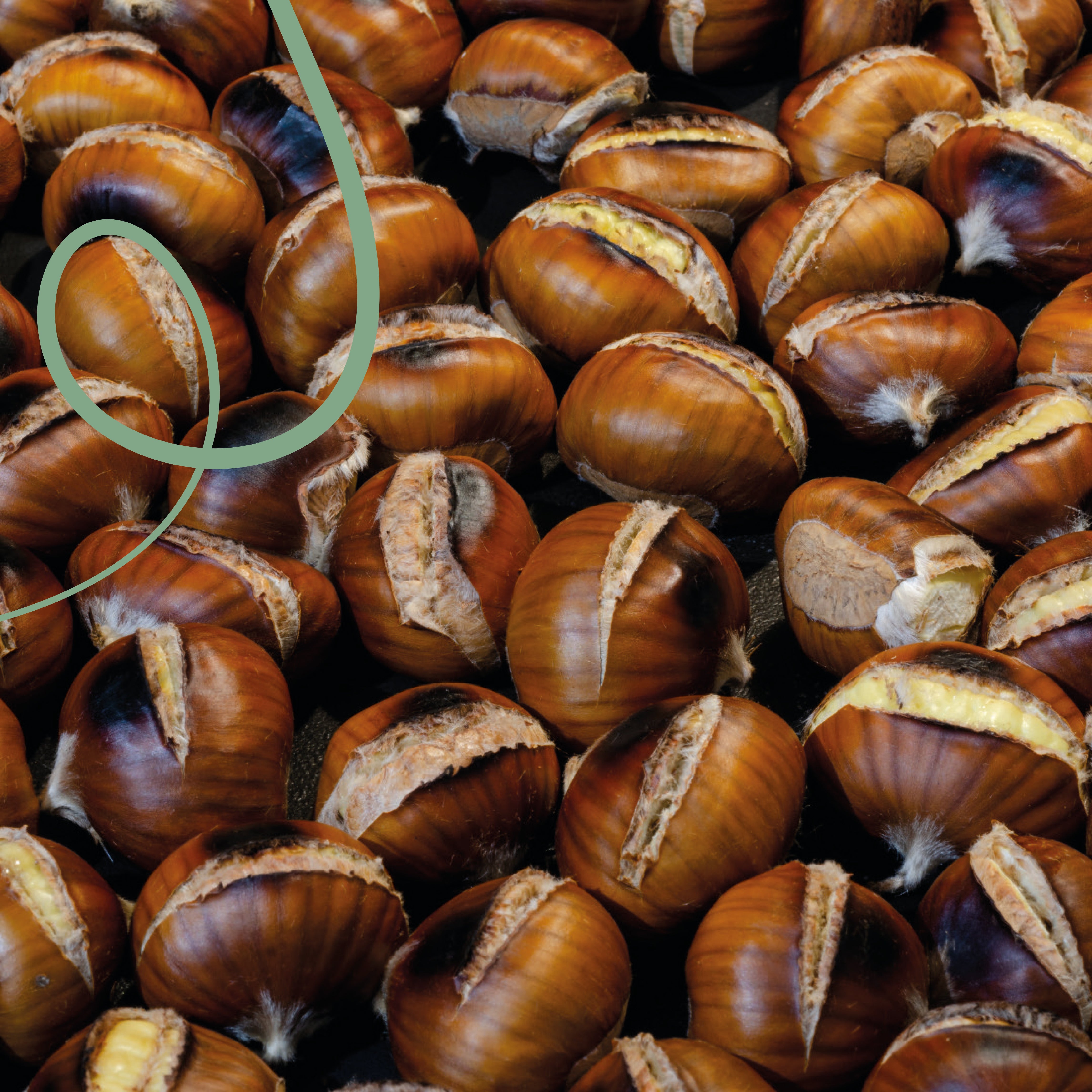 Honduras Finca La Reina Geisha