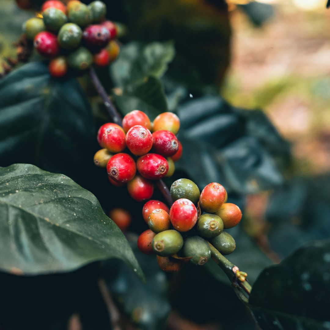 Il caffè : dal chicco alla tua tazzina