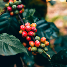 Load image into Gallery viewer, Coffee: from the bean to your cup
