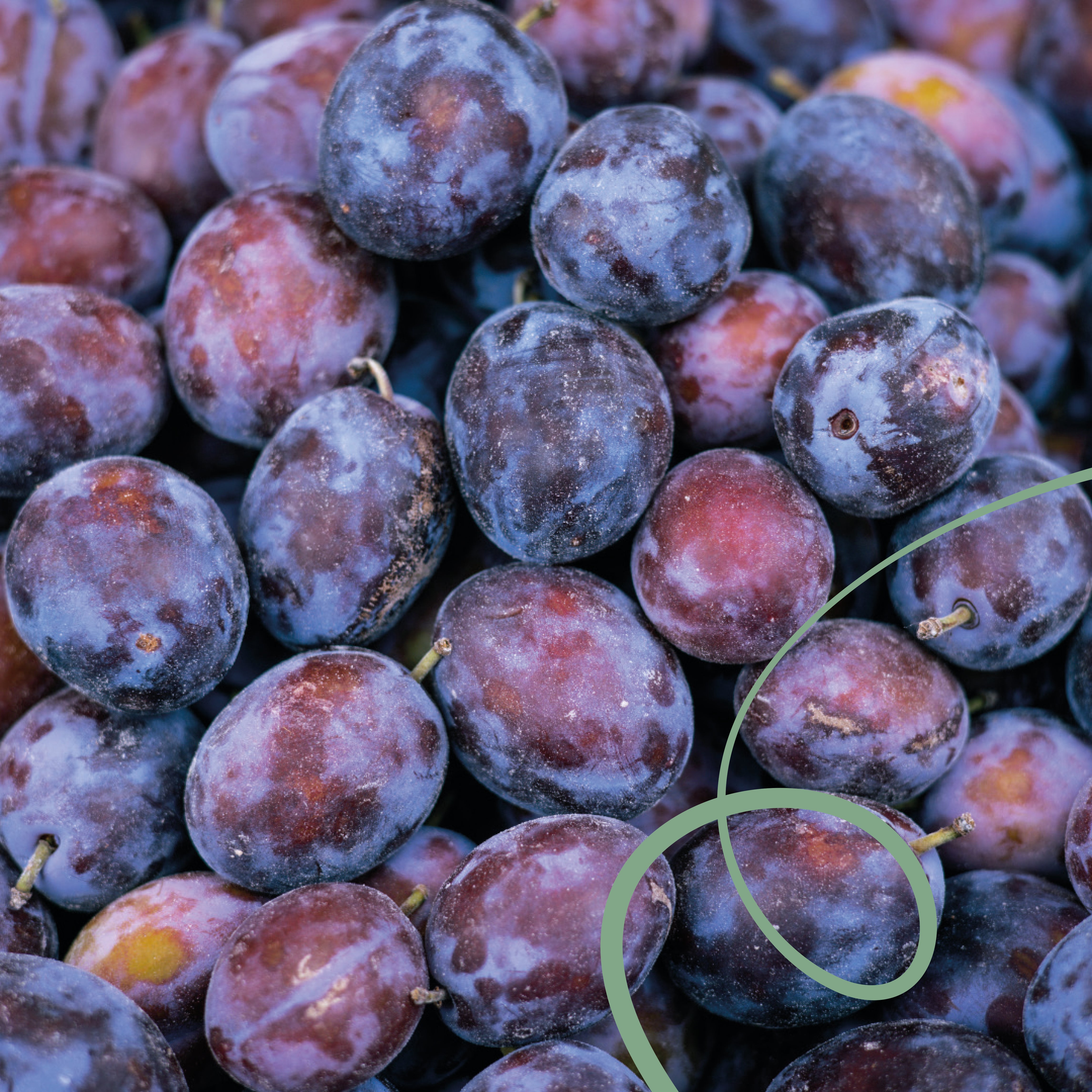 Guatemala Finca Catalan De Las Mercedes Pacamara Natural