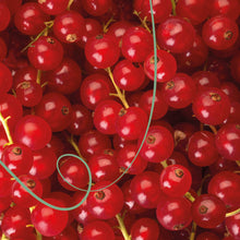 Load image into Gallery viewer, GUATEMALA FINCA CATALAN DE LAS MERCEDES RED BOURBON WASHED
