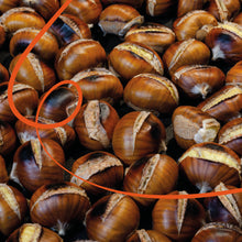 Load image into Gallery viewer, GUATEMALA FINCA CATALAN DE LAS MERCEDES PACAMARA
