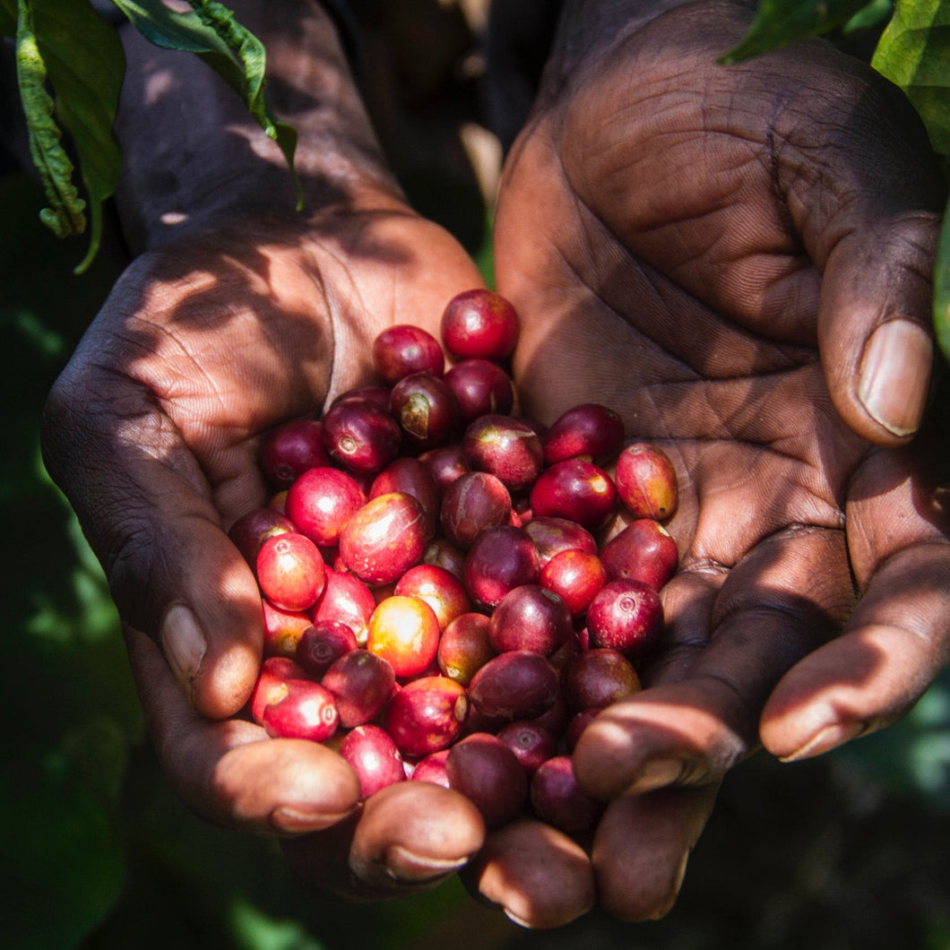 ABC…affè – Introduzione al mondo del caffè